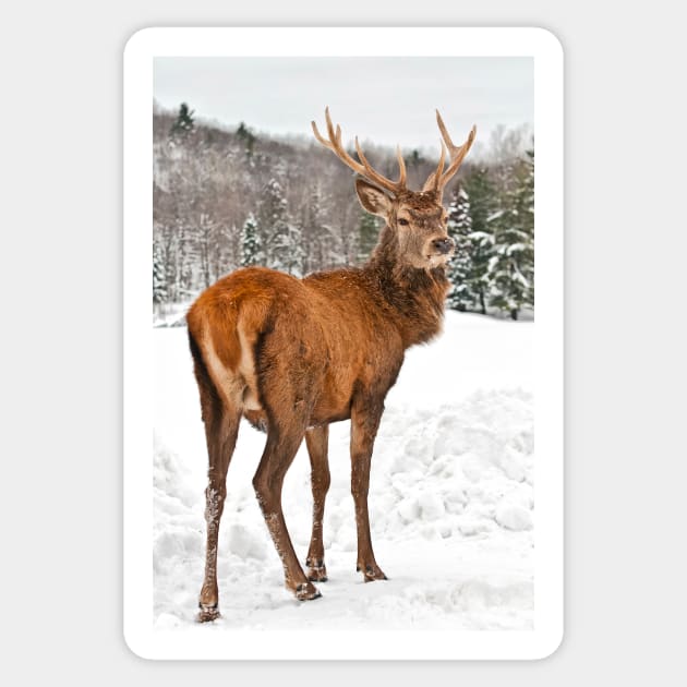 Red Deer Sticker by jaydee1400